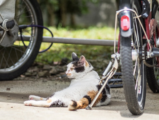 �ߡ������5