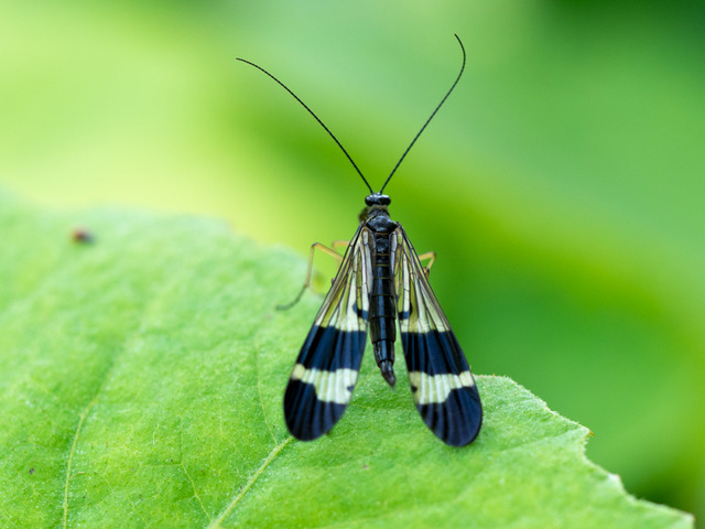 ���؎����ގю�2