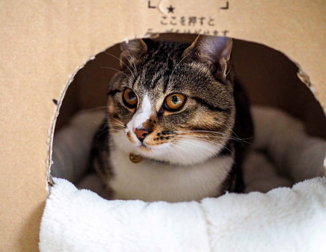 ���ͤ���10