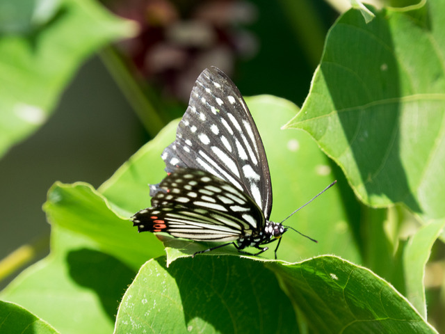 �����ܥ����ޥ���02