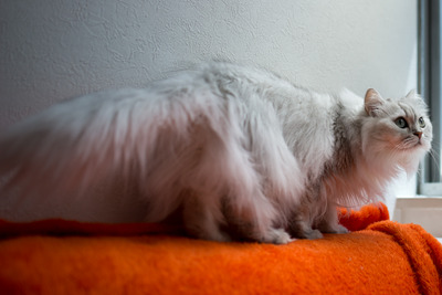 ǭ���̎����ڎ���22