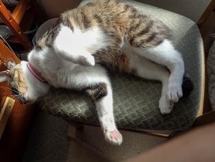 ���ͤ���4