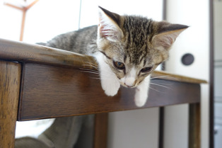 ���ͤ���18