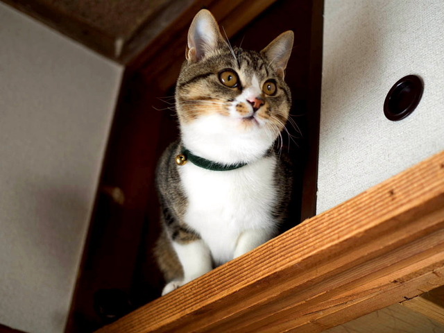 ���ͤ���19