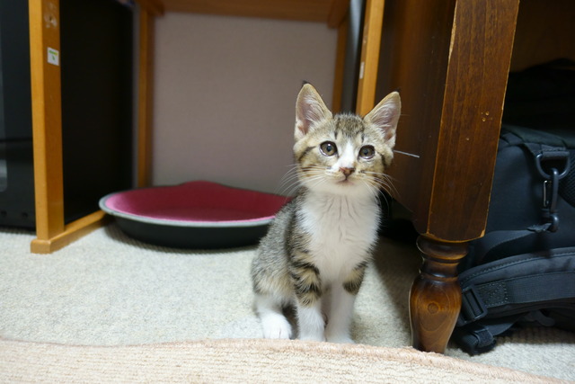 ���ͤ���15