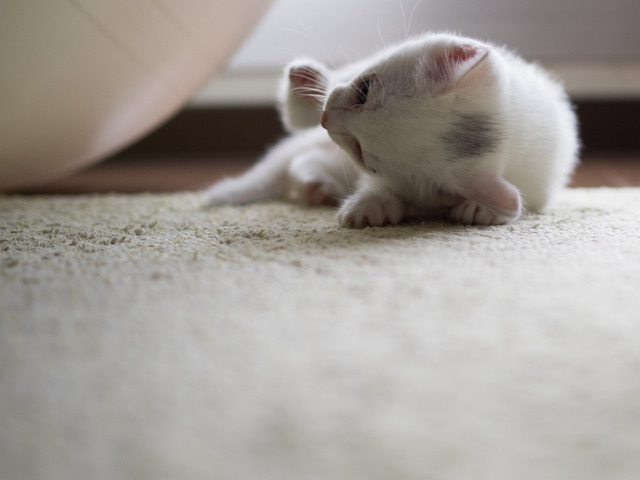 �ߥߤ����8