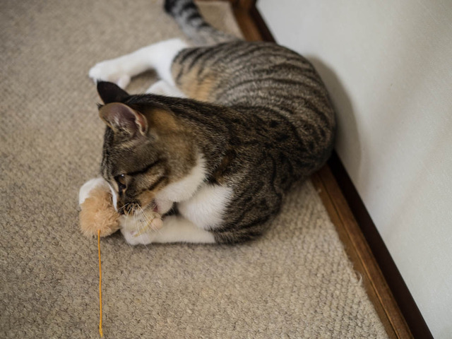 ���ͤ���12