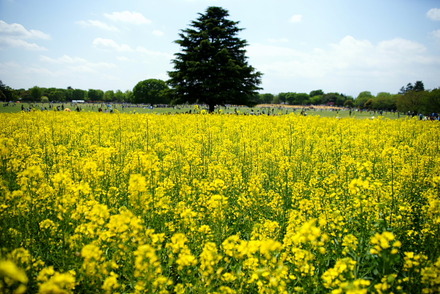 shouwa4