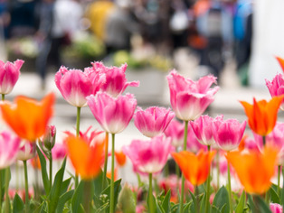 ���͸���21