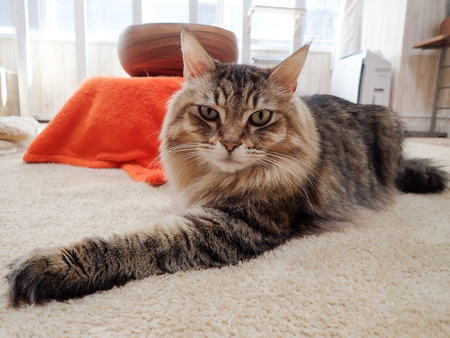 ǭ���ե��줪��15