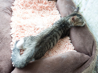 ���ͤ���66