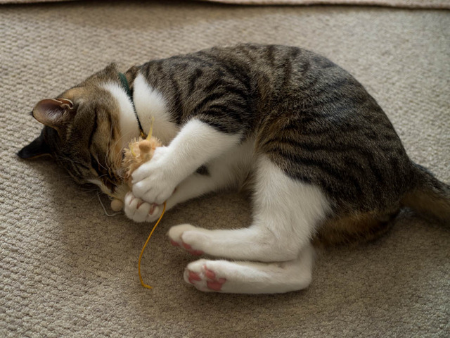 ���ͤ���24