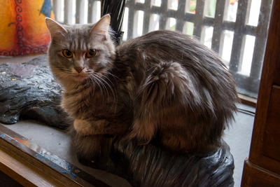 �Ȏ�����9