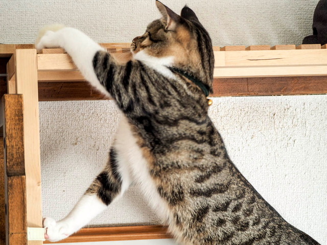 ���ͤ���13