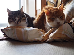 ���ͤ���09