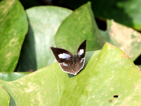 �Ԥ����Ρ�����