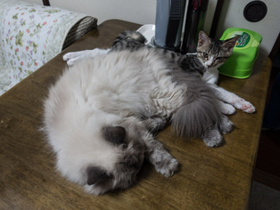 ���ͤ�Τ��06