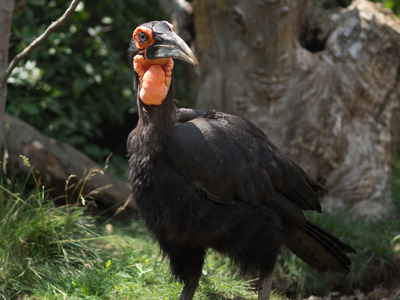 ミナミジサイチョウ