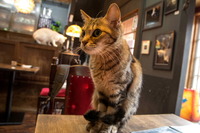 �Ȏ�����2