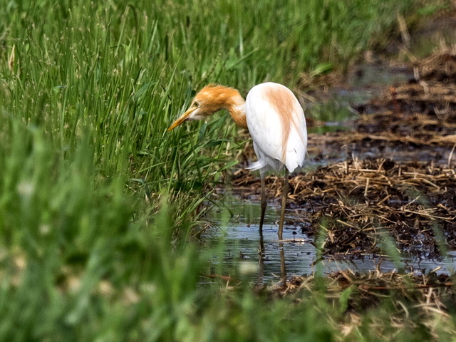 ���ޤ���1