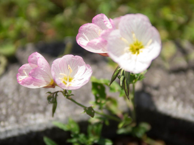 �ˎَ��ގ����Ў���