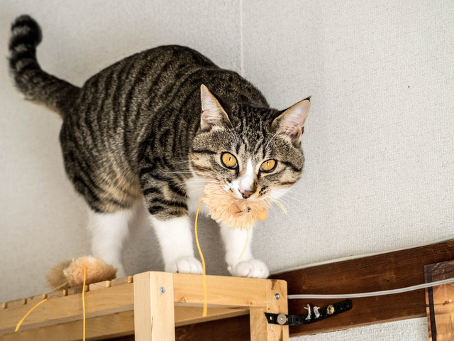 ���ͤ���11