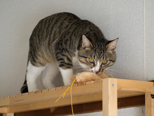 ���ͤ���10