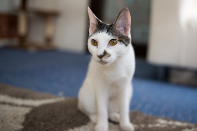 ǭ���̎����ڎ���3