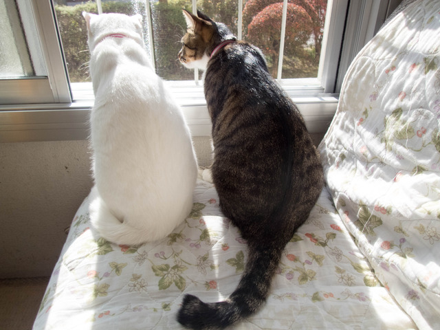 ���ͤ�����16