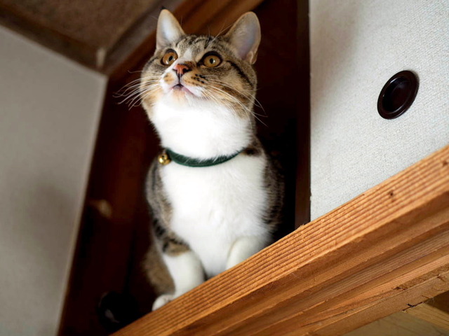 ���ͤ���20