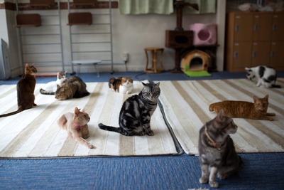 ǭ���̎����ڎ���1