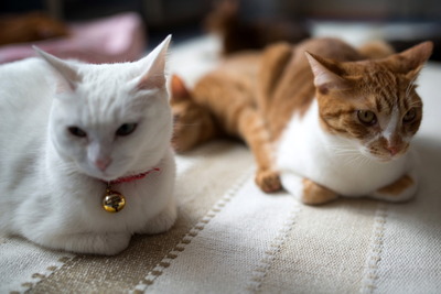 ǭ���̎����ڎ���17