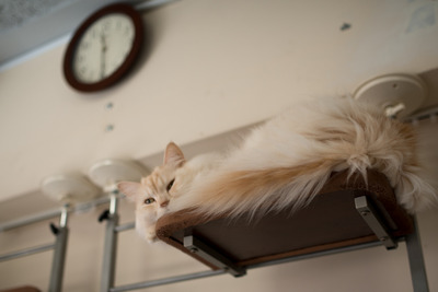 ǭ���̎����ڎ���21