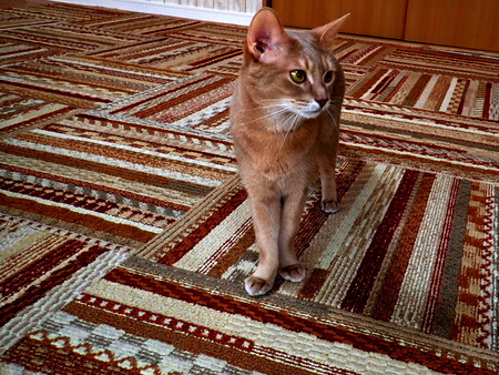 ǭ���ե��줪��6