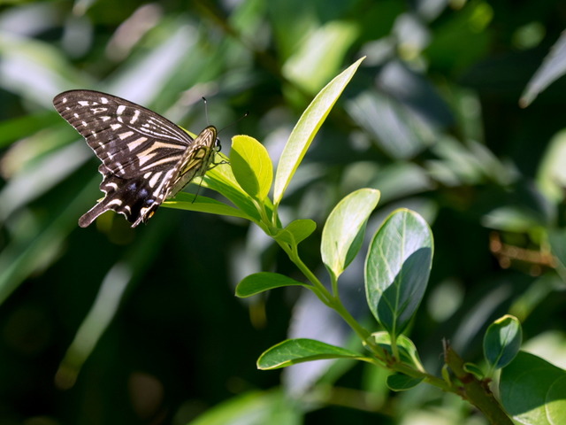 �����ގ�01