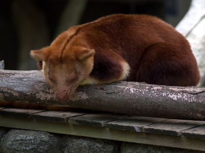 セスジキノボリカンガルー