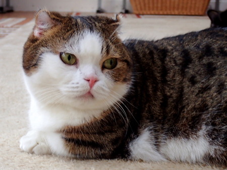 ǭ���ե��줪��2