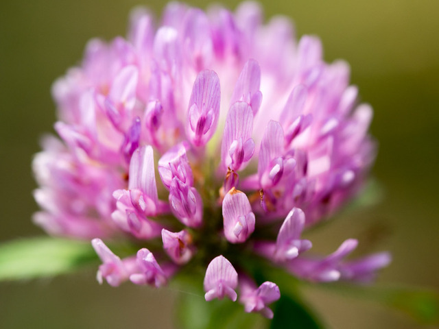 ムラサキツメクサ