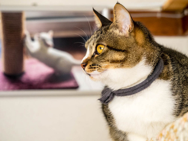 ���ͤ���3