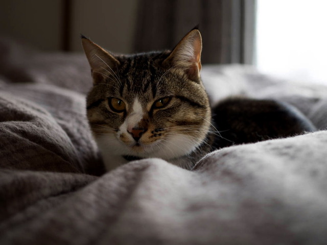 ���ͤ���26