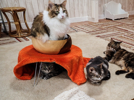 ǭ���ե��줪��14