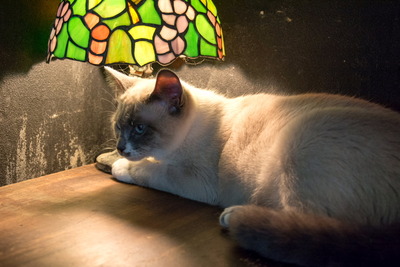 �Ȏ�����4