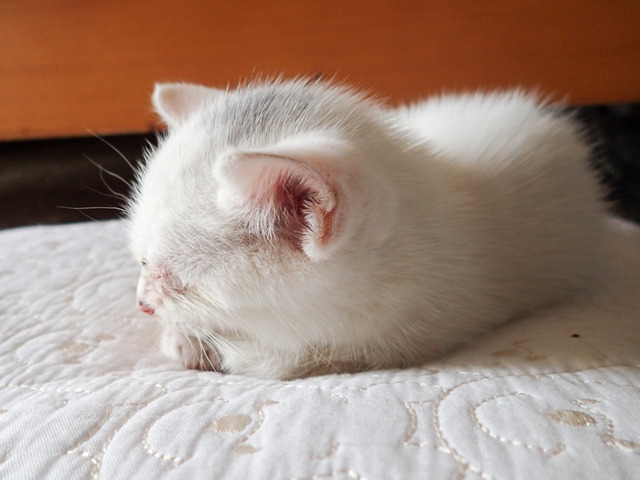 �ߥߤ����15