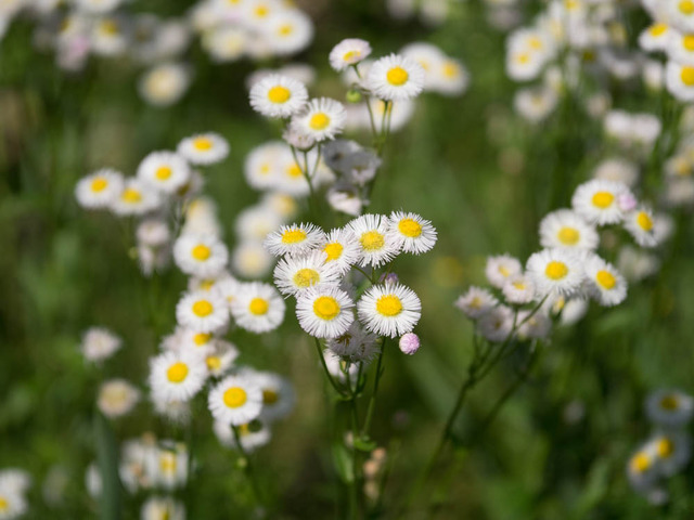 �ʎَ��ގ���