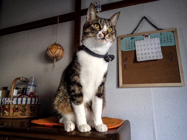 ���ͤ���4