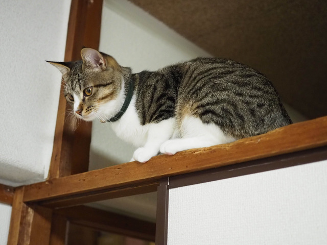 ���ͤ���9