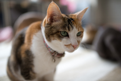 ǭ���̎����ڎ���8