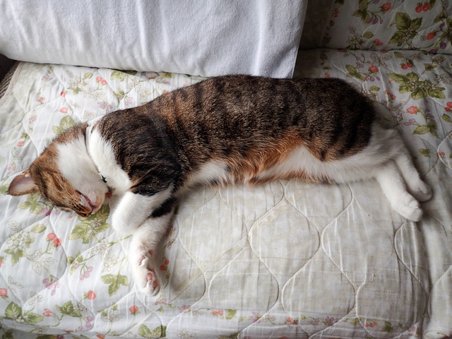 ���ͤ���4