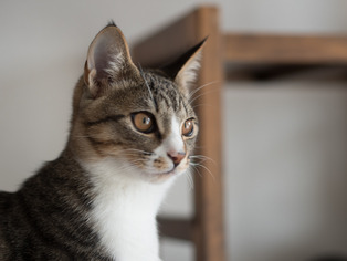 ���ͤ���2