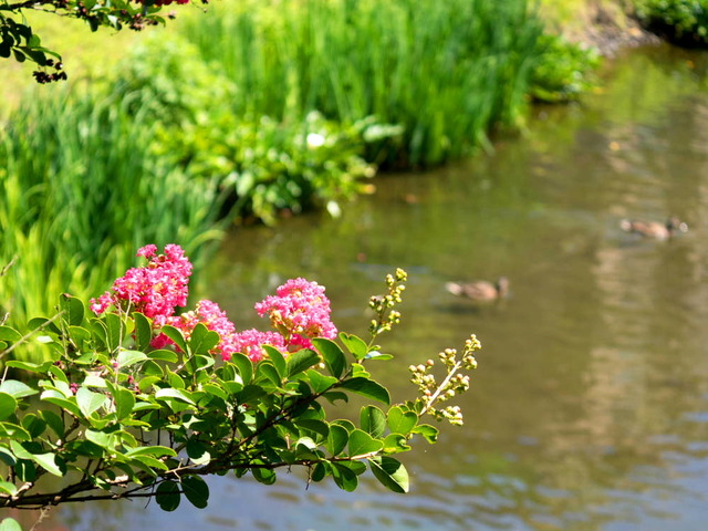 今泉桜名水公園02